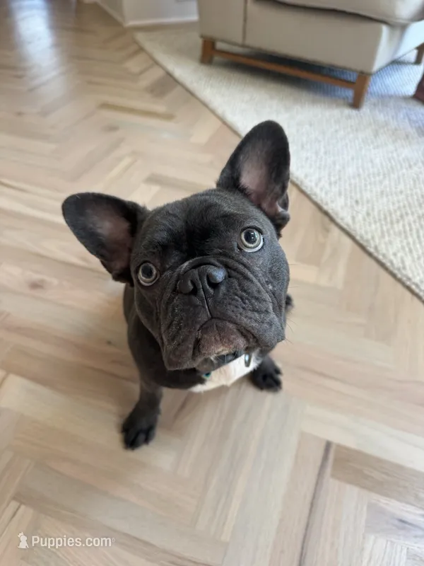 Buster  – French Bulldog puppy for sale in Southlake, TX