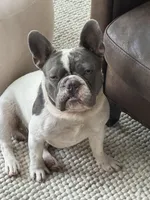 Buster , a male French Bulldog for sale in Southlake, TX – 2 of 2