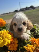 Bridget, a female Cavapoo for sale in Amarillo, TX – 2 of 3