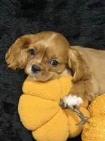Ruby, a female Cavalier King Charles Spaniel for sale in Amarillo, TX – 4 of 5
