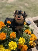 Axel, a male Yorkshire Terrier for sale in Amarillo, TX – 2 of 3