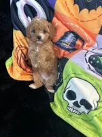 Zoey, a female Cavapoo for sale in Amarillo, TX – 3 of 4
