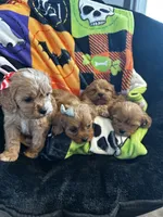 Zoey, a female Cavapoo for sale in Amarillo, TX – 4 of 4