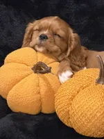 Ruby, a female Cavalier King Charles Spaniel for sale in Amarillo, TX – 5 of 5