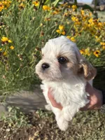 Bridget, a female Cavapoo for sale in Amarillo, TX – 3 of 3