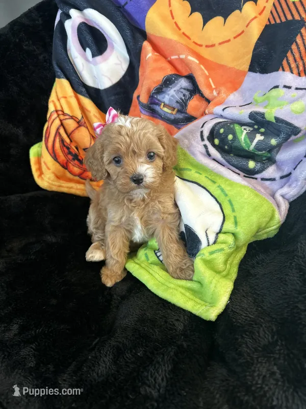 Zoey – Cavapoo puppy for sale in Amarillo, TX