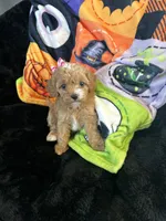Zoey, a female Cavapoo for sale in Amarillo, TX – 1 of 4