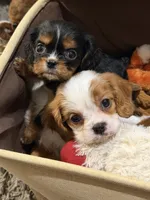 Finn, a male Cavalier King Charles Spaniel for sale in Amarillo, TX – 2 of 3