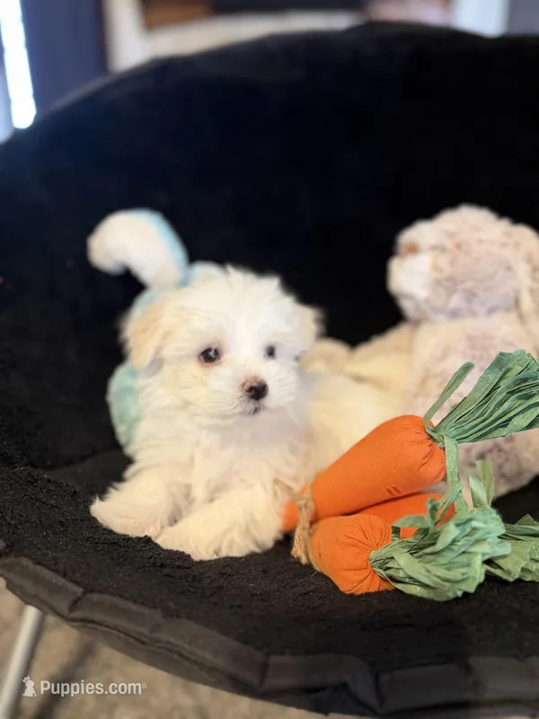 Olaf – Maltese puppy for sale in Amarillo, TX
