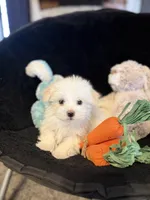 Olaf, a male Maltese for sale in Amarillo, TX – Photo 2 of 8