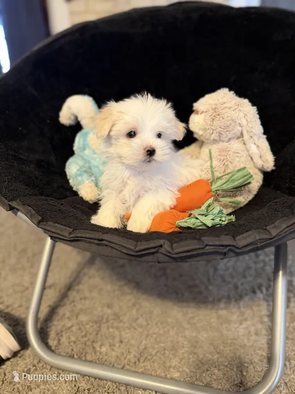 Olaf – Maltese puppy for sale in Amarillo, TX