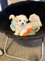 Olaf, a male Maltese for sale in Amarillo, TX – Photo 4 of 8