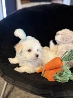 Olaf, a male Maltese for sale in Amarillo, TX – Photo 3 of 8