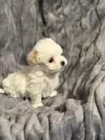 Olaf, a male Maltese for sale in Amarillo, TX – Photo 3 of 4