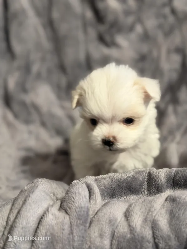 Olaf – Maltese puppy for sale in Amarillo, TX