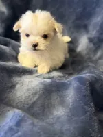 Olaf, a male Maltese for sale in Amarillo, TX – Photo 4 of 4