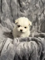 Olaf, a male Maltese for sale in Amarillo, TX – Photo 2 of 4