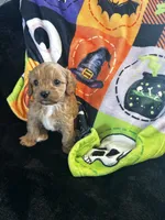 Oliver, a male Cavapoo for sale in Amarillo, TX – 2 of 3