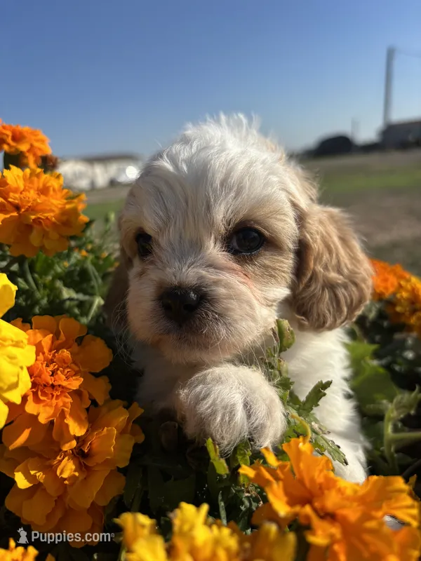 Bridget – Cavapoo puppy for sale in Amarillo, TX