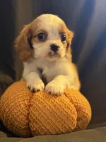Charles, a male Cavalier King Charles Spaniel for sale in Amarillo, TX – 3 of 5