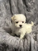 Snow, a female Maltese for sale in Amarillo, TX – Photo 2 of 4