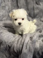 Snow, a female Maltese for sale in Amarillo, TX – Photo 4 of 4
