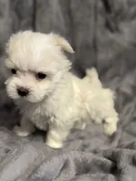 Snow, a female Maltese for sale in Amarillo, TX – Photo 3 of 4
