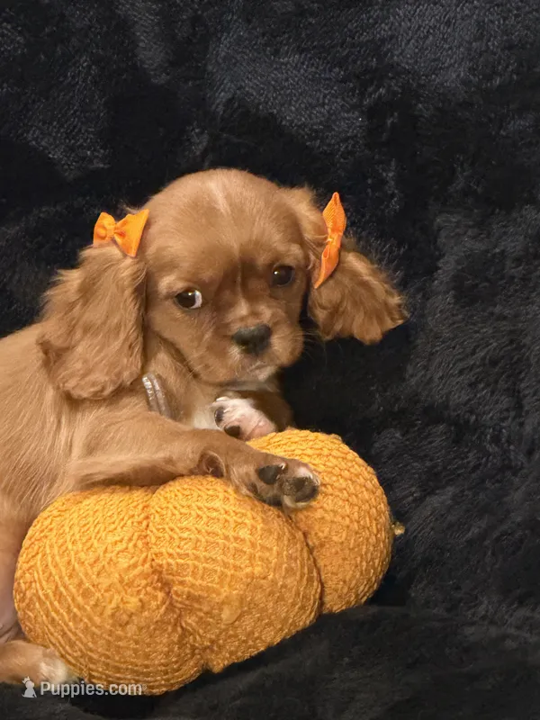 Ruby, a female Cavalier King Charles Spaniel for sale in Amarillo, TX – 1 of 5
