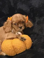 Ruby, a female Cavalier King Charles Spaniel for sale in Amarillo, TX – 1 of 5