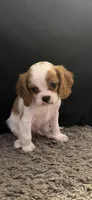 Charles, a male Cavalier King Charles Spaniel for sale in Amarillo, TX – 4 of 5