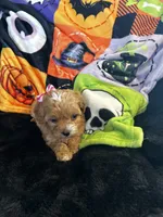 Zoey, a female Cavapoo for sale in Amarillo, TX – 2 of 4