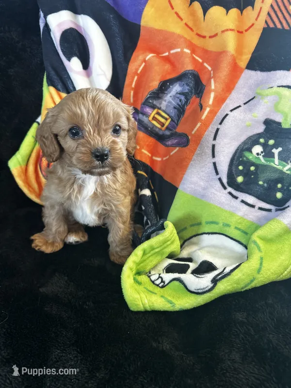 Oliver, a male Cavapoo for sale in Amarillo, TX – 1 of 3