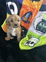 Oliver, a male Cavapoo for sale in Amarillo, TX – 1 of 3
