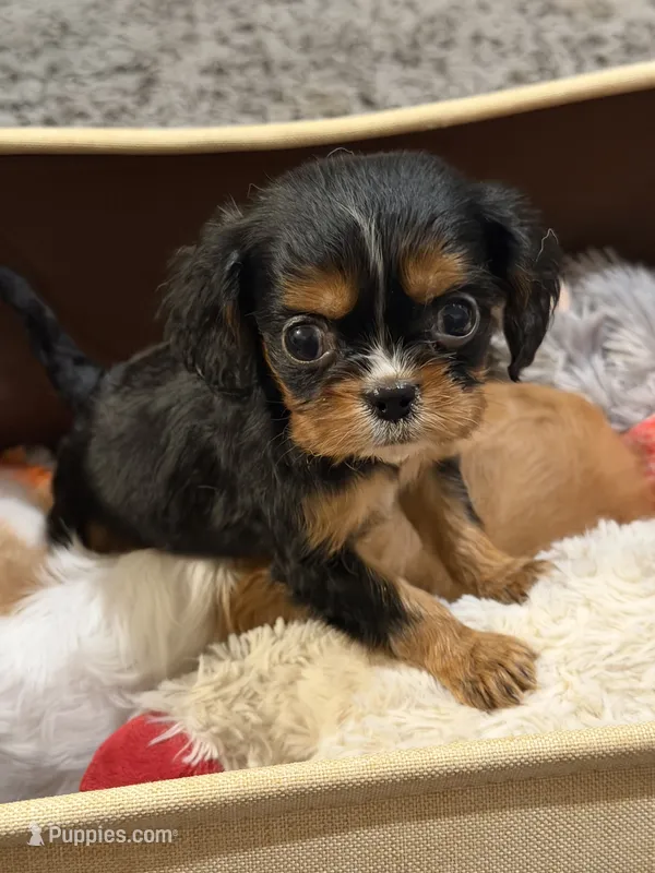 Finn – Cavalier King Charles Spaniel puppy for sale in Amarillo, TX