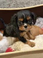Finn, a male Cavalier King Charles Spaniel for sale in Amarillo, TX – 1 of 3