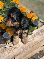 Axel, a male Yorkshire Terrier for sale in Amarillo, TX – 3 of 3