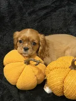 Ruby, a female Cavalier King Charles Spaniel for sale in Amarillo, TX – 3 of 5