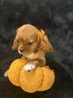 Ruby, a female Cavalier King Charles Spaniel for sale in Amarillo, TX – 2 of 5