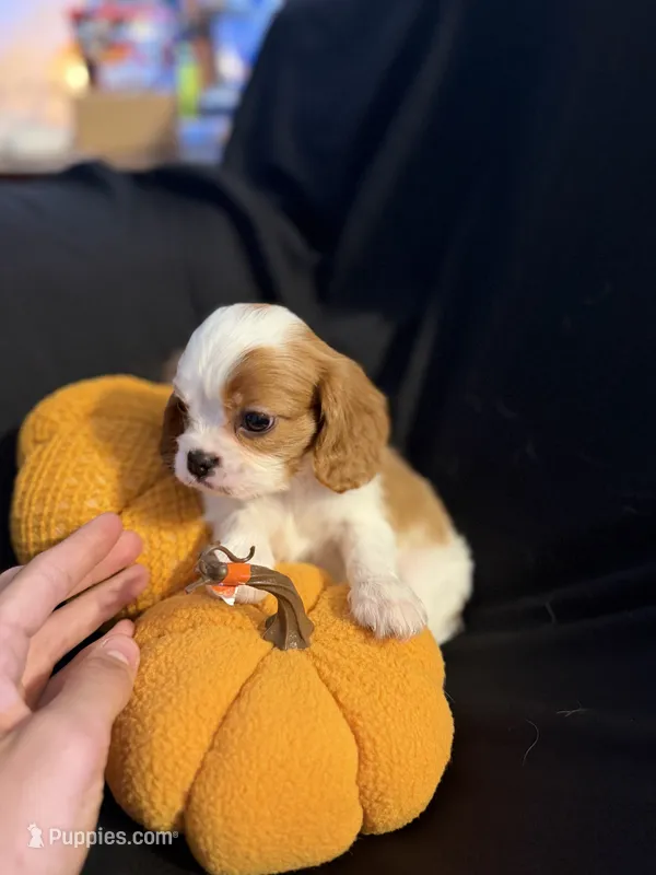 Charles – Cavalier King Charles Spaniel puppy for sale in Amarillo, TX