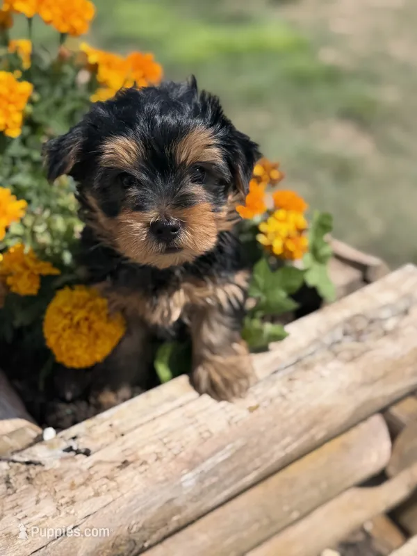 Axel – Yorkshire Terrier puppy for sale in Amarillo, TX