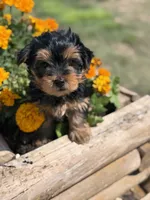 Axel, a male Yorkshire Terrier for sale in Amarillo, TX – 1 of 3