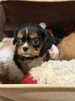 Finn, a male Cavalier King Charles Spaniel for sale in Amarillo, TX – 3 of 3