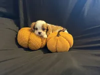 Charles, a male Cavalier King Charles Spaniel for sale in Amarillo, TX – 2 of 5