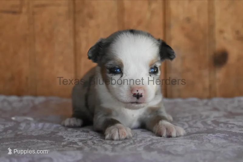 Puppy 1 – Toy Australian Shepherd puppy for sale in Lubbock, TX
