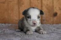 Puppy 1, a male Toy Australian Shepherd for sale in Lubbock, TX – 1 of 1