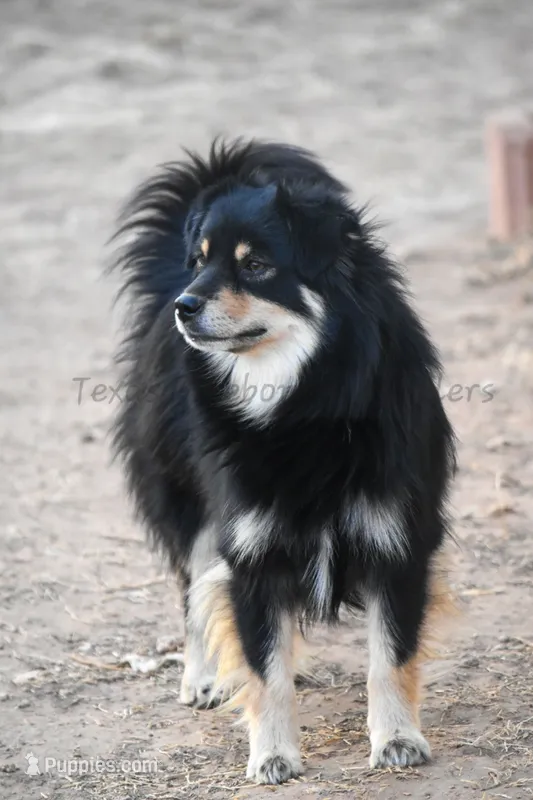 Karma – Miniature American Shepherd puppy for sale in Lubbock, TX