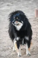 Karma, a female Miniature American Shepherd for sale in Lubbock, TX – 1 of 1
