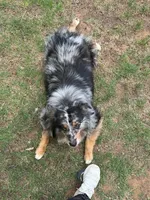 Moonshine , a male Australian Shepherd for sale in Lubbock, TX – Photo 2 of 3