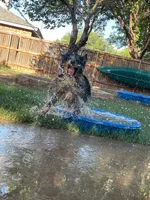 Moonshine , a male Australian Shepherd for sale in Lubbock, TX – Photo 3 of 3