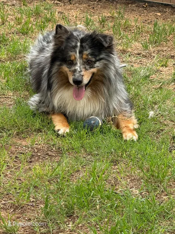 Moonshine , a male Australian Shepherd for sale in Lubbock, TX – Photo 1 of 3